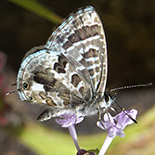Cacyreus virilis